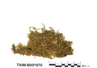 藏品(鈍葉疣柄苔)的圖片